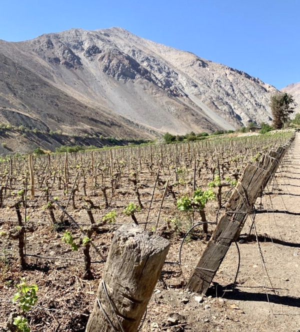 Pisco ist ein Weinbrand, weswegen der Weinanbau natürlich eine zentrale Rolle für den Geschmack und die Qualität des Pisco spielt Pisco ist ein Weinbrand, weswegen der Weinanbau natürlich eine zentrale Rolle für den Geschmack und die Qualität des Pisco spielt
