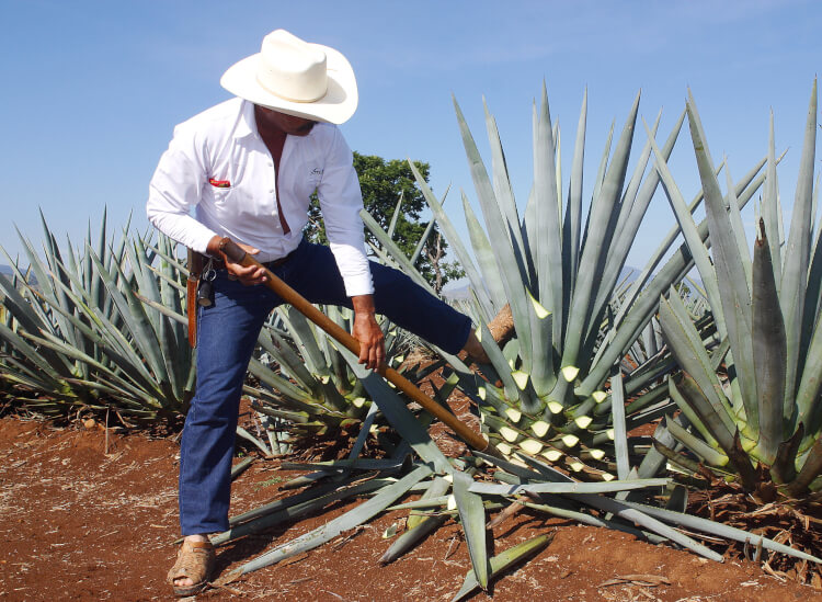 Der Unterschied zwischen Tequila und Mezcal | Honest & Rare