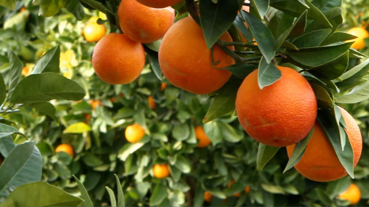 Alles dreht sich bei Satoshi Spirits um die Orange - so etwa im London Dry Gin mit echter sizilianischer Blutorange Alles dreht sich bei Satoshi Spirits um die Orange - so etwa im London Dry Gin mit echter sizilianischer Blutorange