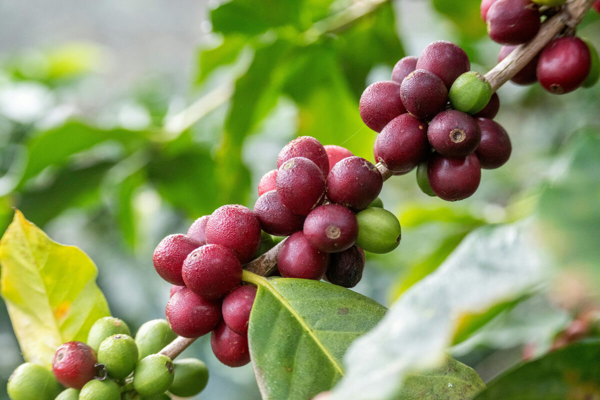 reife-kaffeebohnen.jpg?1772987693876