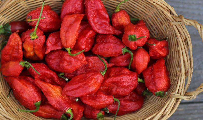 Die Bhut Jolokia wird auch Ghost Pepper genannt und stammt aus dem Nordosten Indiens