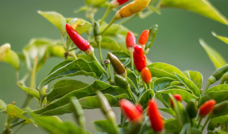 Die Bird's Eye Chili, auch Thai Chili genannt, kommt ursprünglich aus Mexiko, wird aber vor allem in Südostasien verwendet