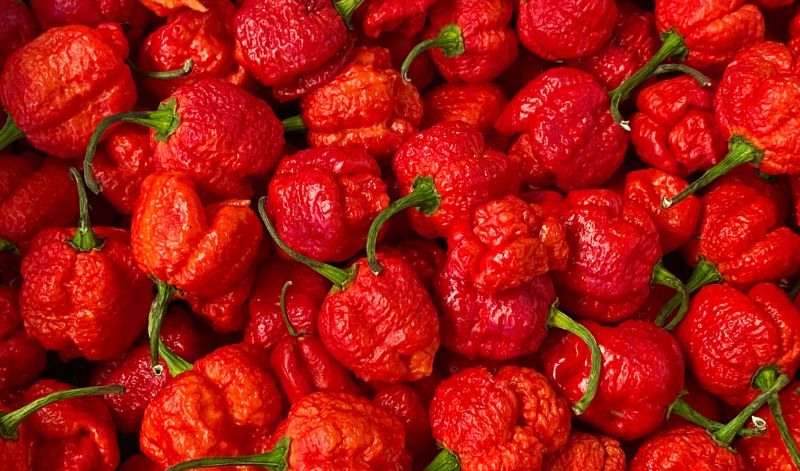 Die Carolina Reaper Chilis sind nur was für Hartgesottene