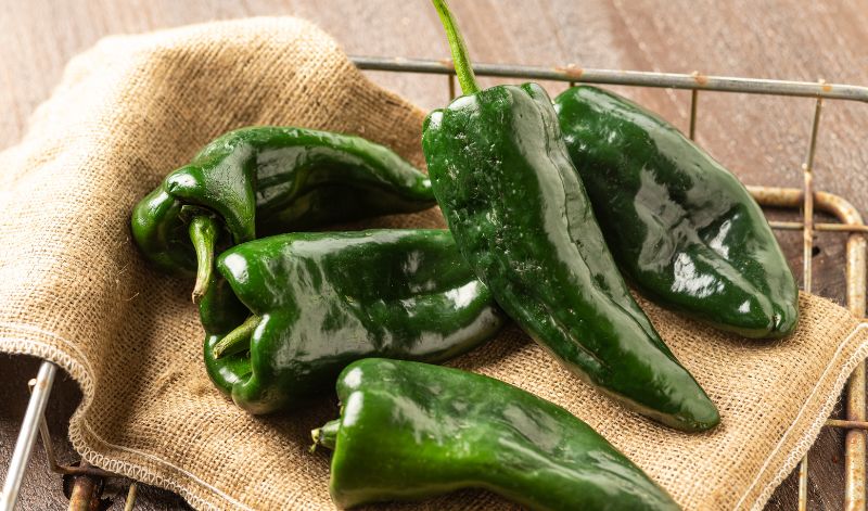 Poblano Chilis eignen sich gut zum Füllen