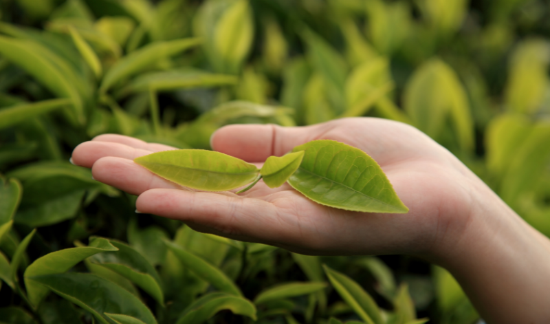 Im Gegensatz zu anderen Teesorten wird beim Matcha das ganze Blatt verwendet. Im Gegensatz zu anderen Teesorten wird beim Matcha das ganze Blatt verwendet.