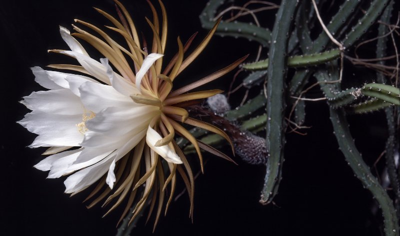 Die Blüten der Königin der Nacht blühen immer nur eine Nacht lang - und haben den Kaktus so zu einer sagenumwobenen Ikone gemacht. Eine perfekte Zutat also für den Moon Spirits Premium Dry Gin