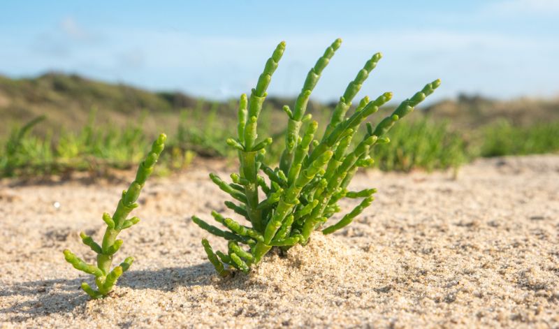 Der Queller wächst auf den Salzwiesen der Nordsee - und landet als Seespargel auch häufig auf den Tellern der örtlichen Restaurants. Der Queller wächst auf den Salzwiesen der Nordsee - und landet als Seespargel auch häufig auf den Tellern der örtlichen Restaurants.
