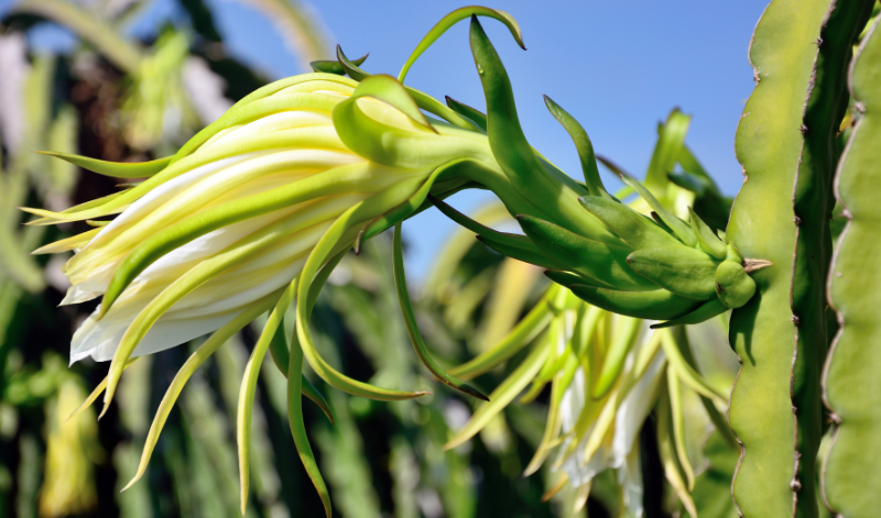 Die Blüte der Drachenfrucht-Kakteen zählt zu den größten Kakteenblüten überhaupt Die Blüte der Drachenfrucht-Kakteen zählt zu den größten Kakteenblüten überhaupt