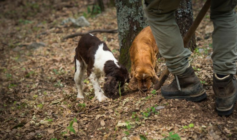 Früher wurden für die Trüffelsuche vor allem Schweine eingesetzt. Heute nehmen Trüffelsammler speziell trainierte Hunde mit. Früher wurden für die Trüffelsuche vor allem Schweine eingesetzt. Heute nehmen Trüffelsammler speziell trainierte Hunde mit.