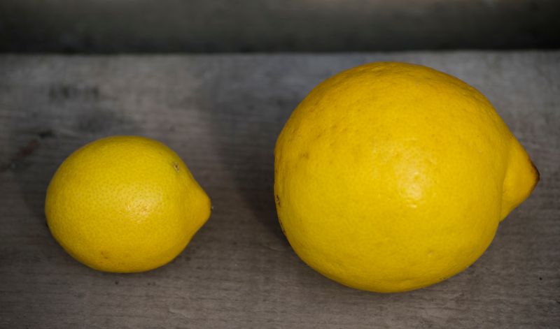 Zitronensorten unterscheiden sich nicht nur durch ihre Größe, sondern auch durch ihren unterschiedlichen Saftgehalt
