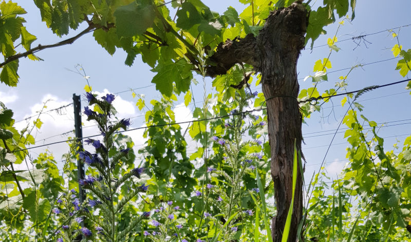 Bei Zwei Nasen für Wein gibt es hauptsächlich Weine aus biologischem oder biodynamischen Anbau. Das bedeutet z.B., dass in den Weinfeldern auch jede Menge Wildblumen stehen dürfen. Bei Zwei Nasen für Wein gibt es hauptsächlich Weine aus biologischem oder biodynamischen Anbau. Das bedeutet z.B., dass in den Weinfeldern auch jede Menge Wildblumen stehen dürfen.