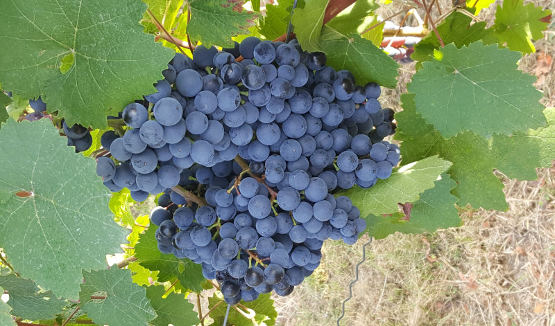 Ein üppig behangener Rebstock aus dem Languedoc. Ein üppig behangener Rebstock aus dem Languedoc.
