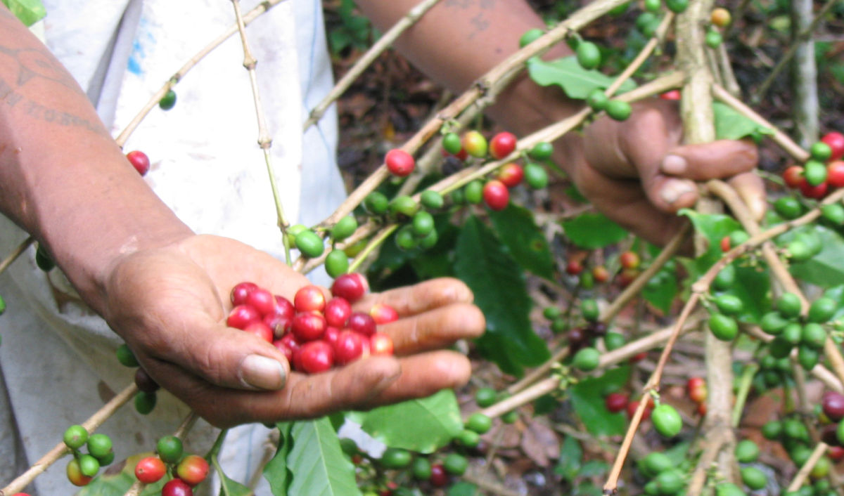 ILLIMANI Coffee INCA Bio Espresso ILLIMANI Coffee INCA Bio Espresso