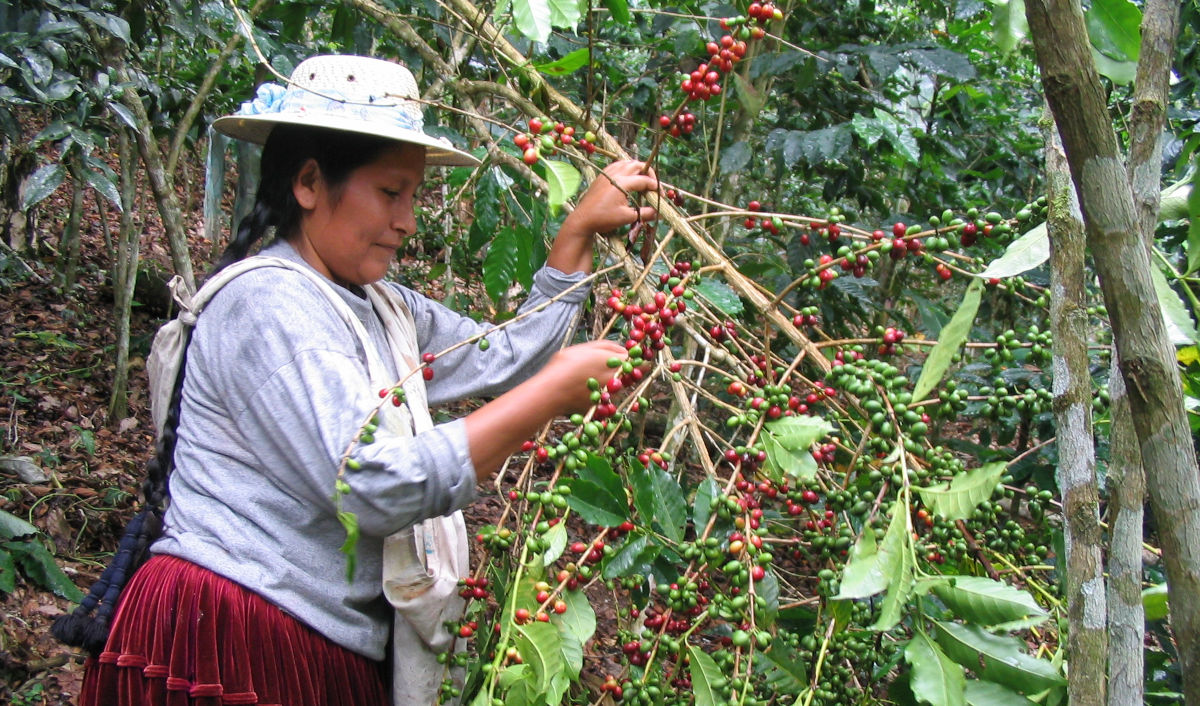 ILLIMANI Yanaloma Single Estate Bio Espresso