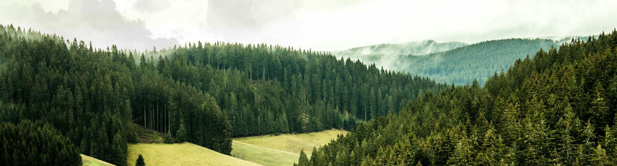 black-forest-brewing-beauty-shot-wide.jpg?1752046333580